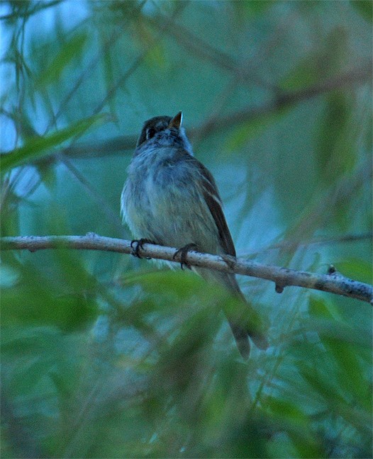 Least Flycatcher - ML244842351