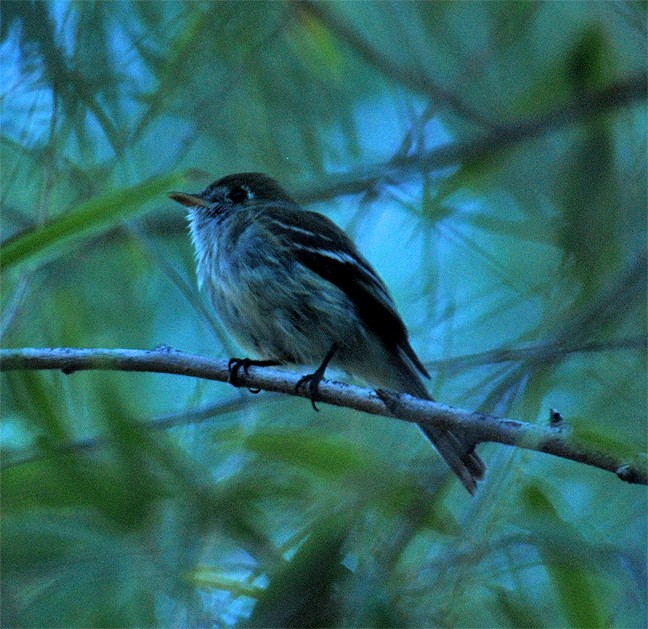 Least Flycatcher - ML244842361