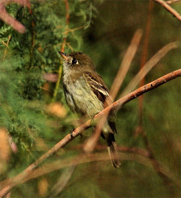 Least Flycatcher - ML244842371