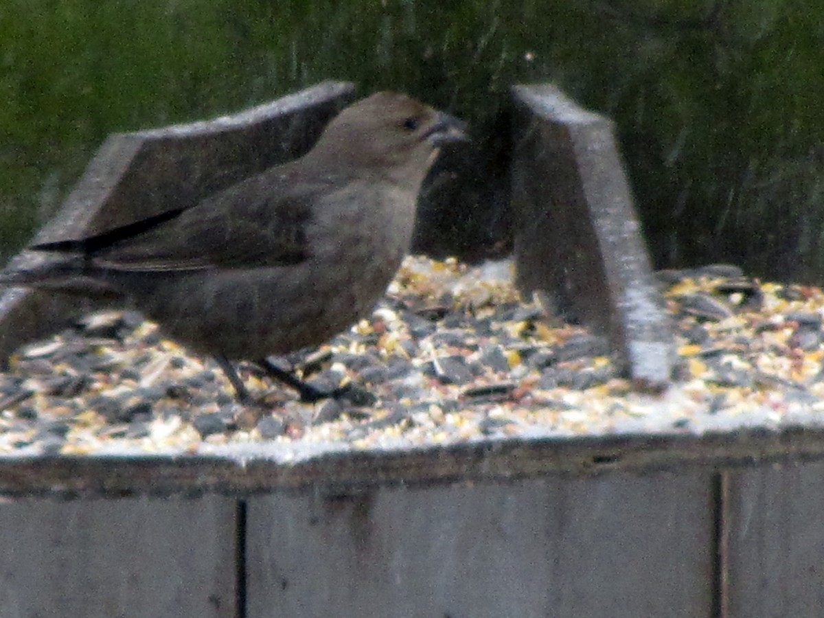 Brown-headed Cowbird - ML24484291