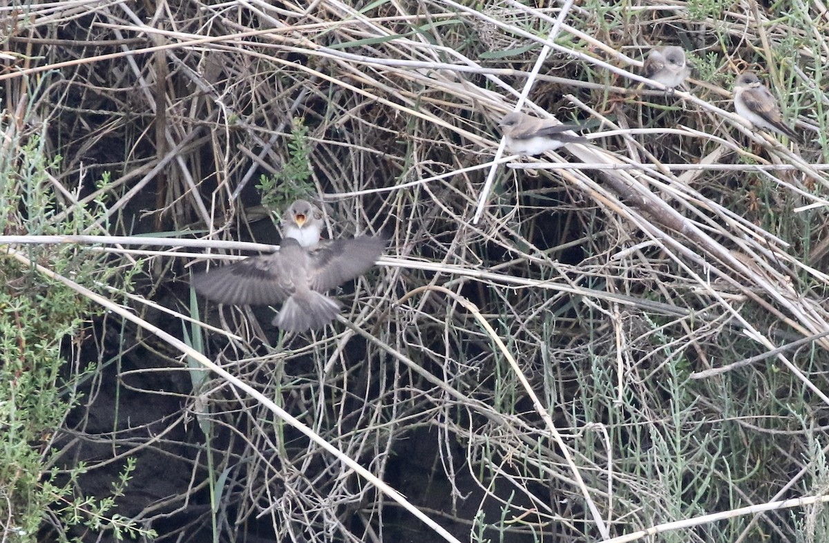 Northern Rough-winged Swallow - ML244843631