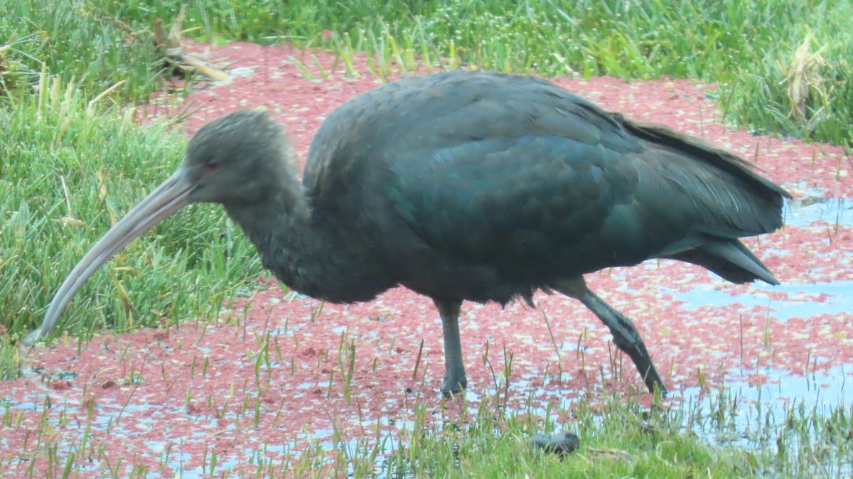 Puna Ibis - Nelson Contardo