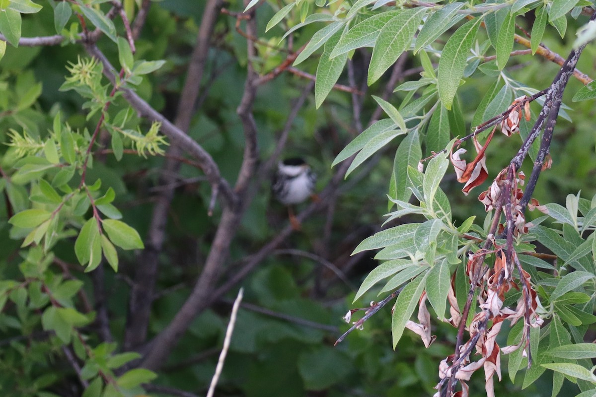 Blackpoll Warbler - ML244846041