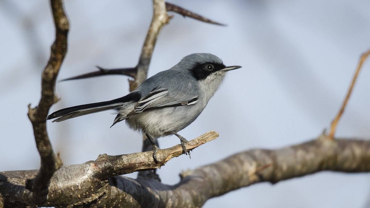 Masked Gnatcatcher - ML244848651