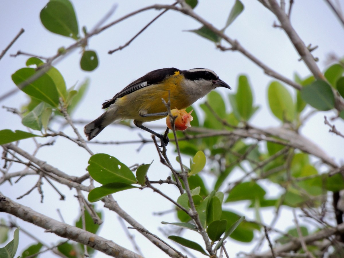 Bananaquit - ML24484901