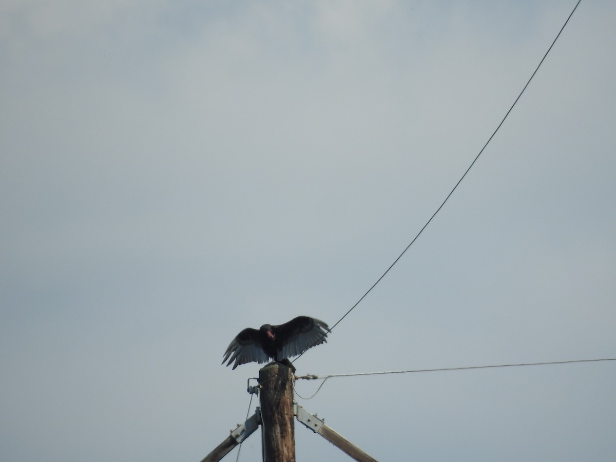 Turkey Vulture - ML244849211