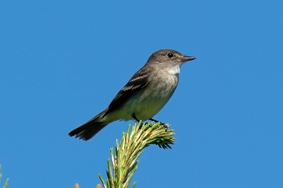 Alder Flycatcher - ML244849831