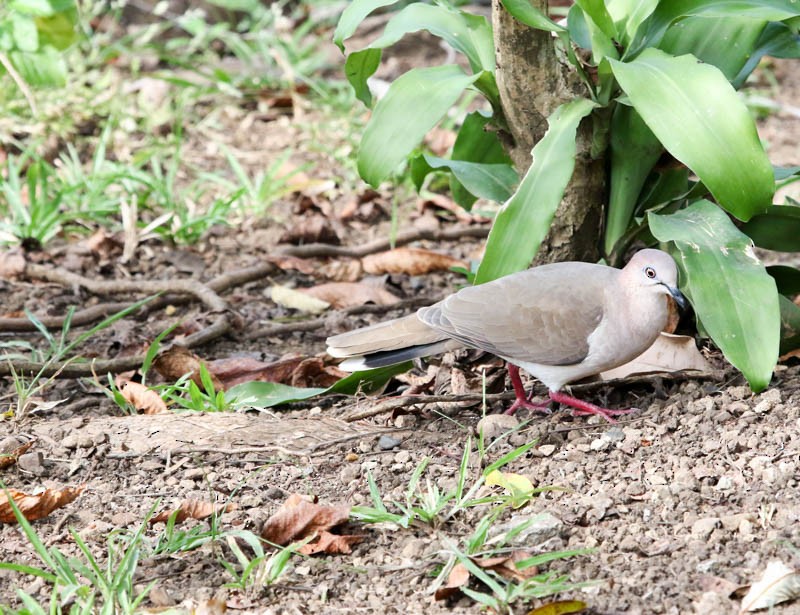 White-tipped Dove - ML24485301