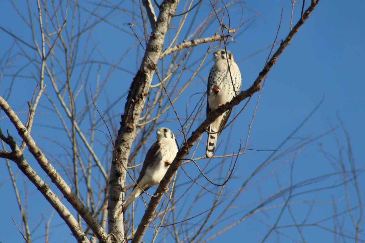 American Kestrel - ML244853231