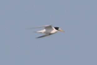 Least Tern - ML244856151