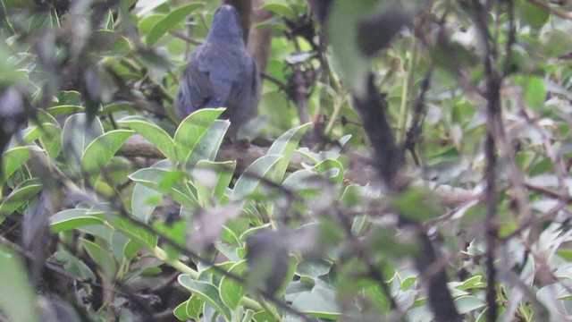 Diademed Tanager - ML244857551