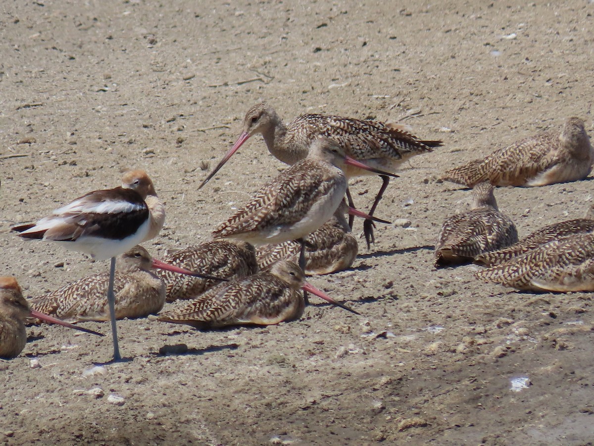 Marbled Godwit - ML244858601