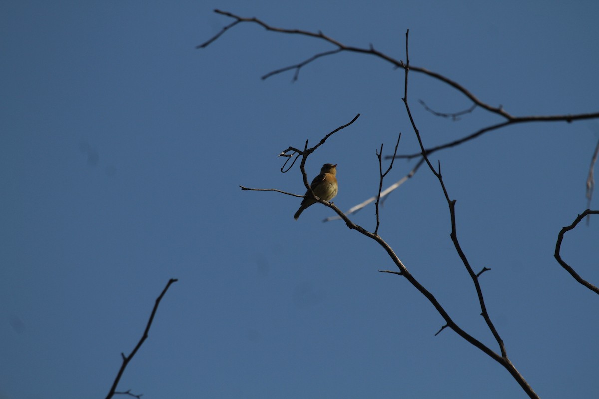 Buff-breasted Flycatcher - ML244858901