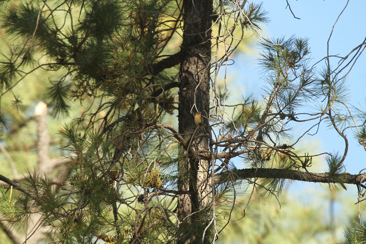 Buff-breasted Flycatcher - ML244858911