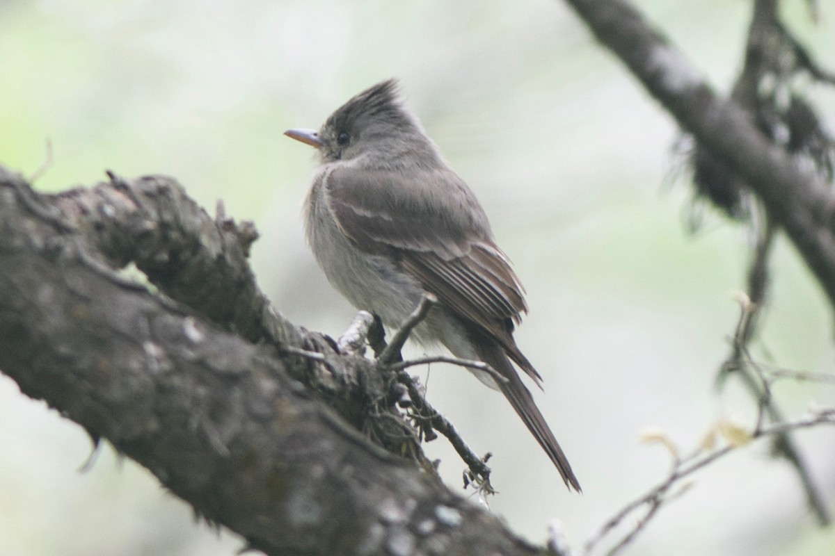 Greater Pewee - ML244859601