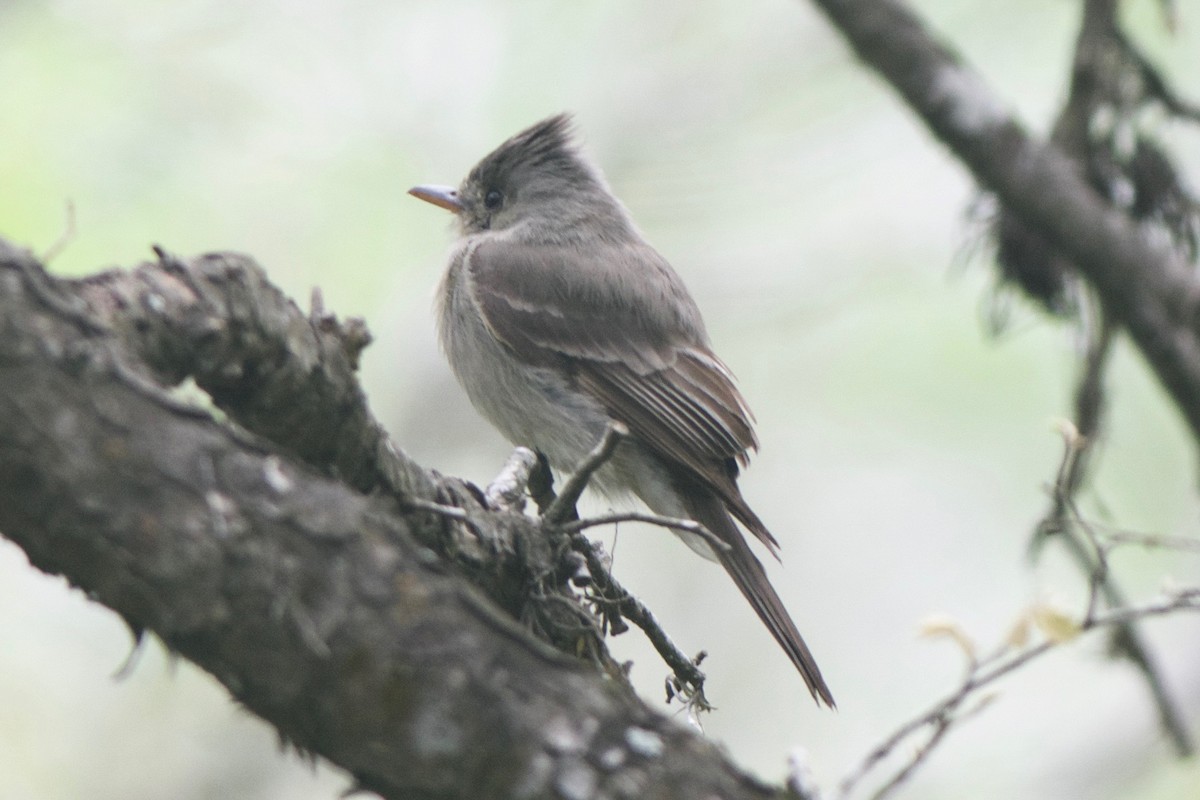 Greater Pewee - Cory Gregory