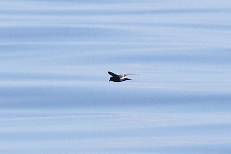 Band-rumped Storm-Petrel - David McQuade