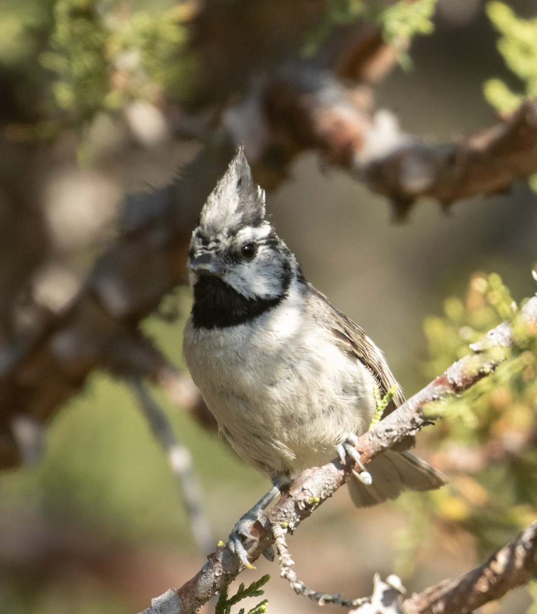 Bridled Titmouse - ML244861681