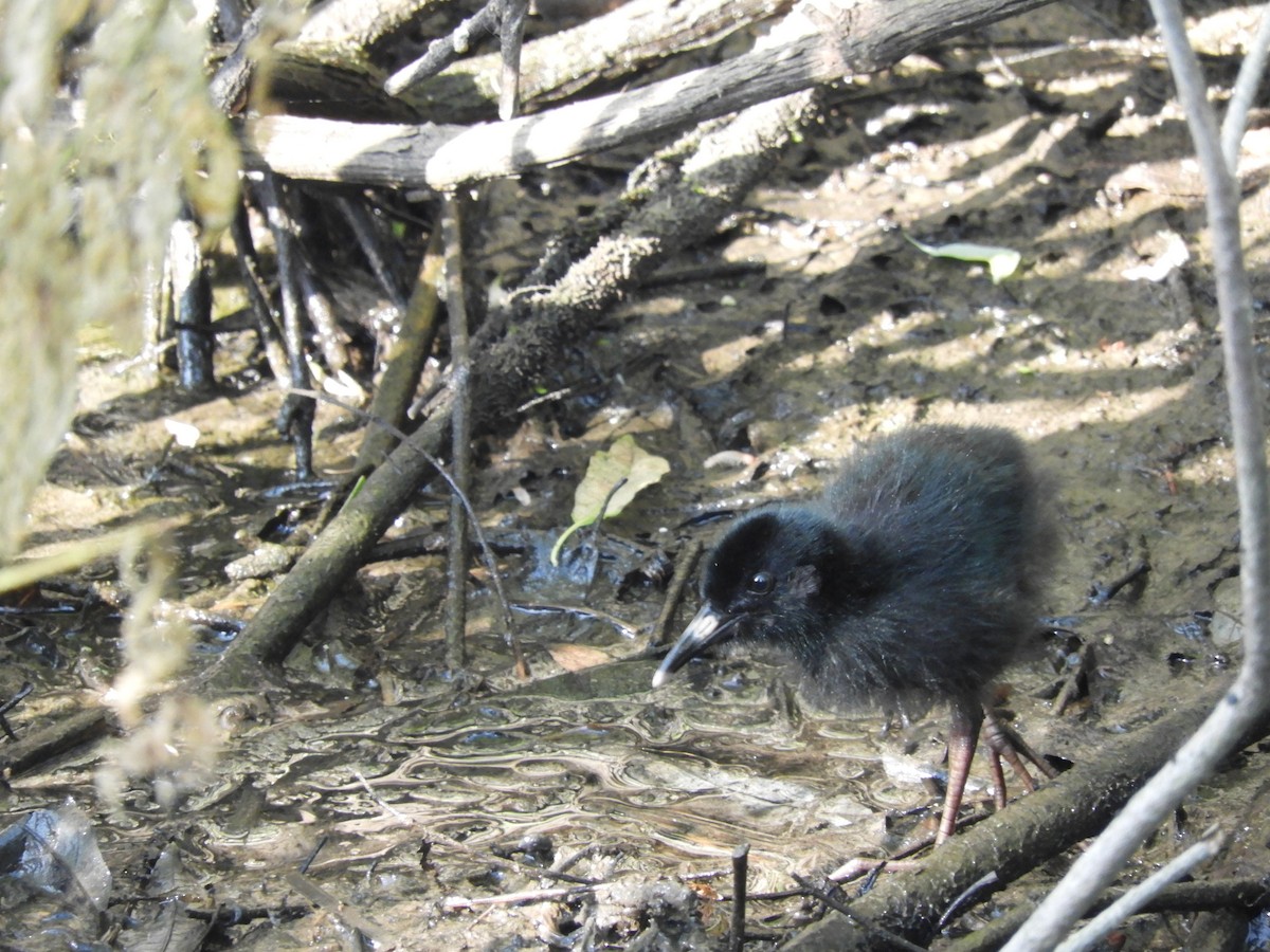 Virginia Rail - ML244861921