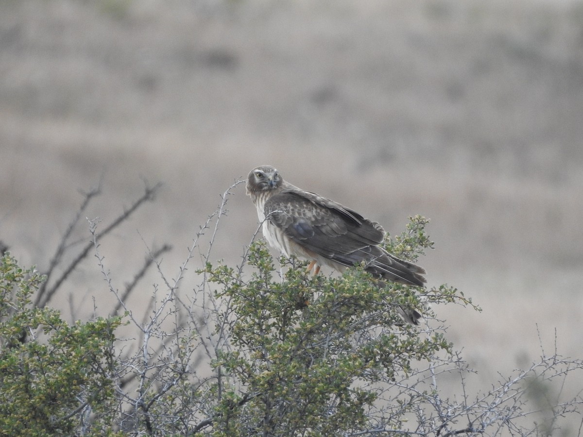 Northern Harrier - Timothy Leque