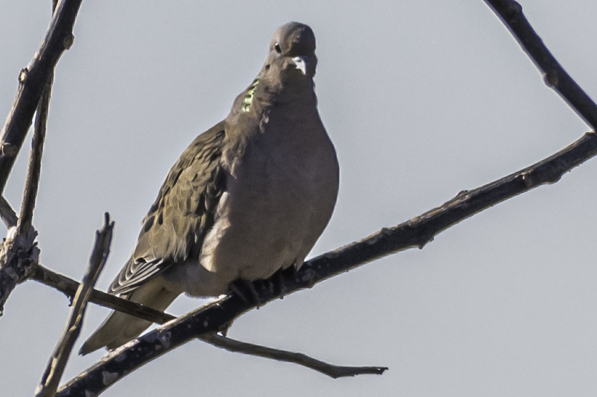 Eared Dove - Amed Hernández