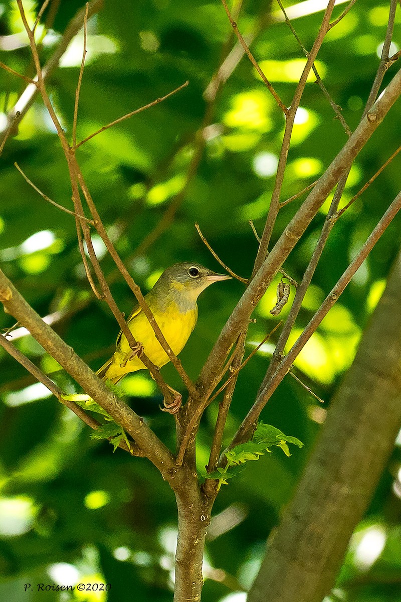 Mourning Warbler - ML244863311