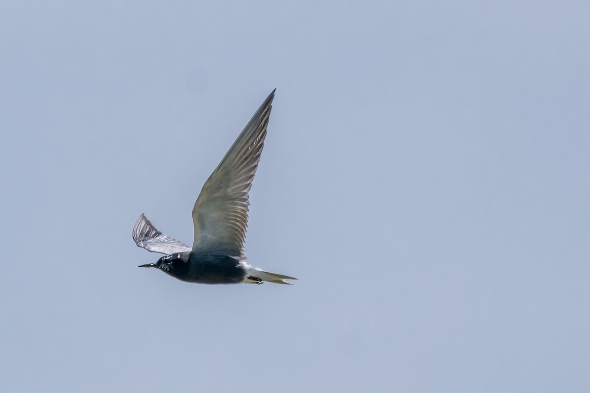 Black Tern - Matt Saunders