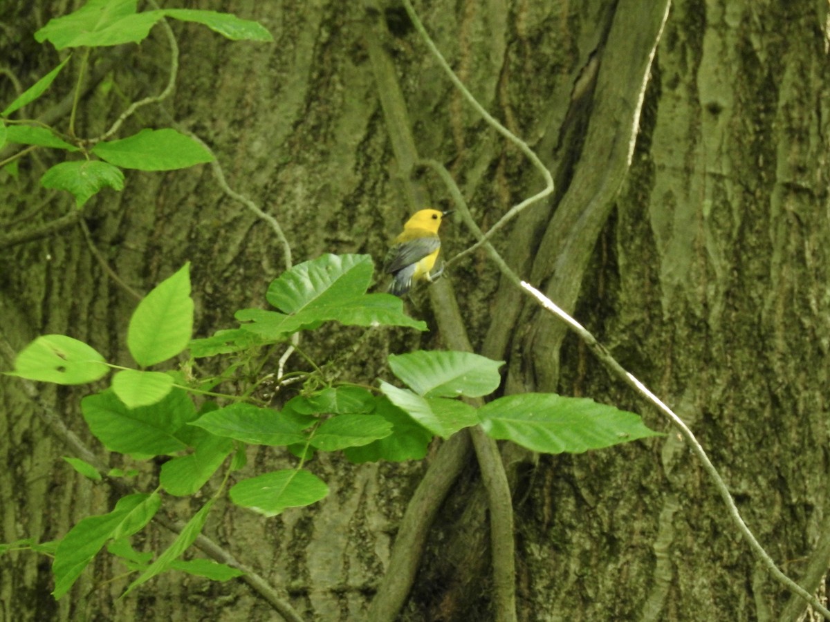 Prothonotary Warbler - ML244864591