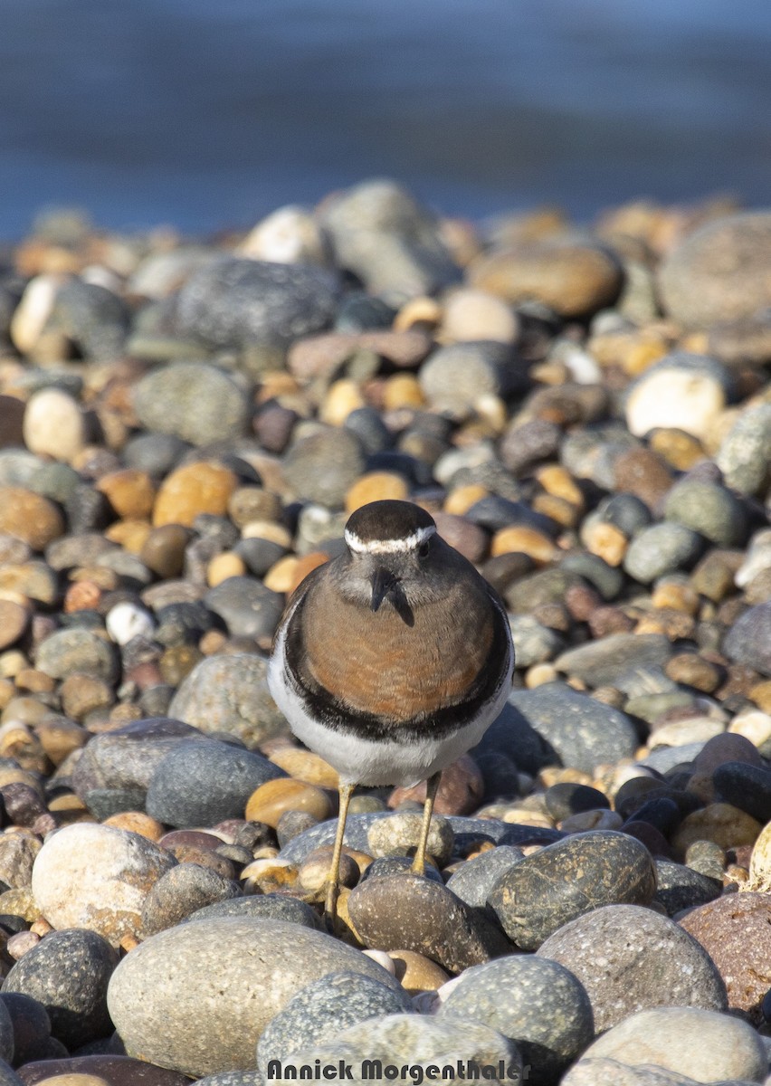 Rufous-chested Dotterel - ML244864861
