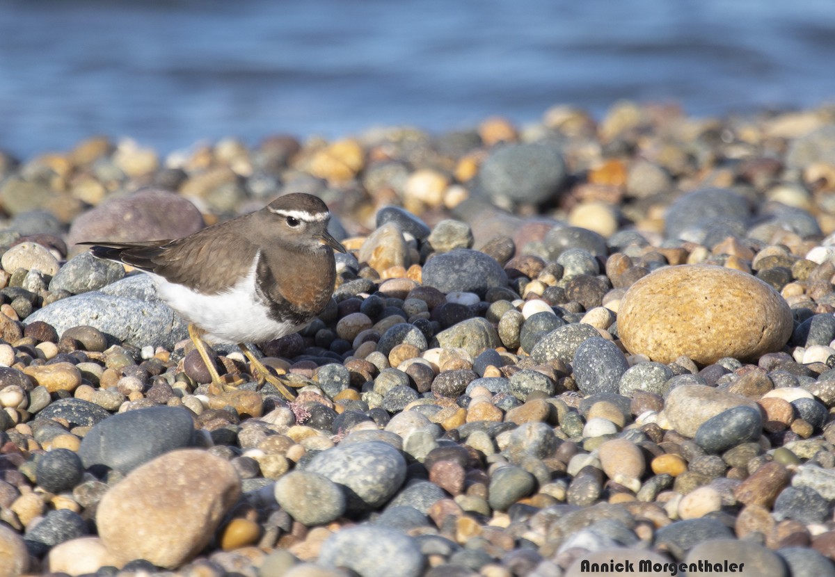 Rufous-chested Dotterel - ML244864881