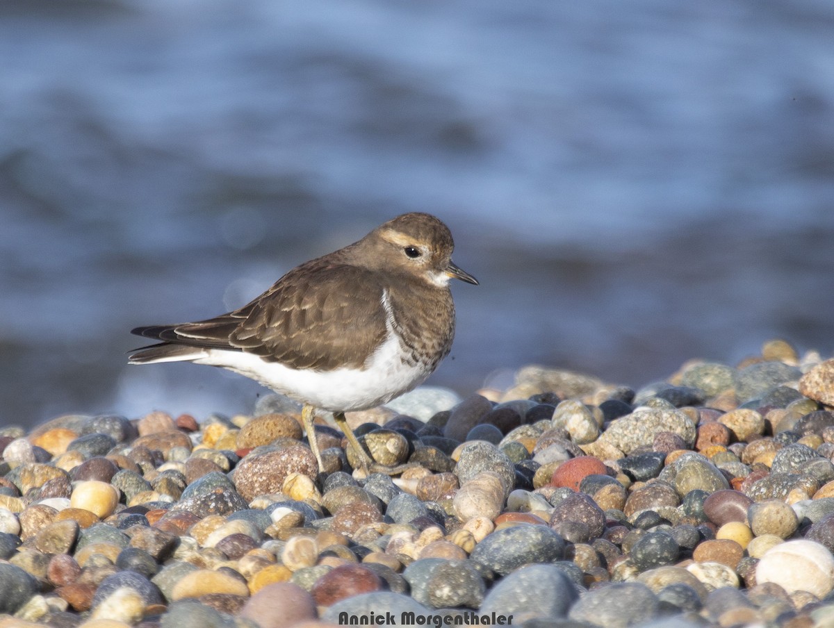 Rufous-chested Dotterel - ML244864961