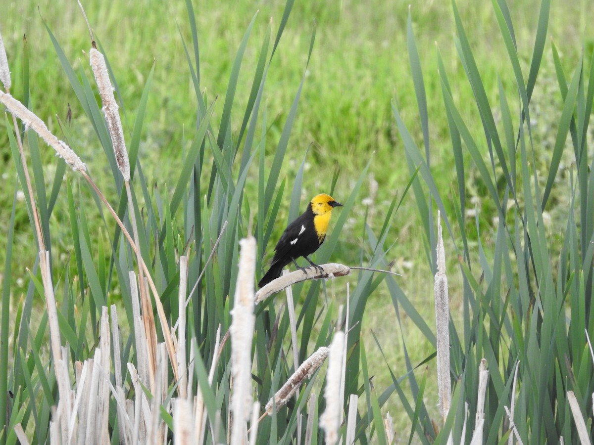 Yellow-headed Blackbird - Timothy Leque