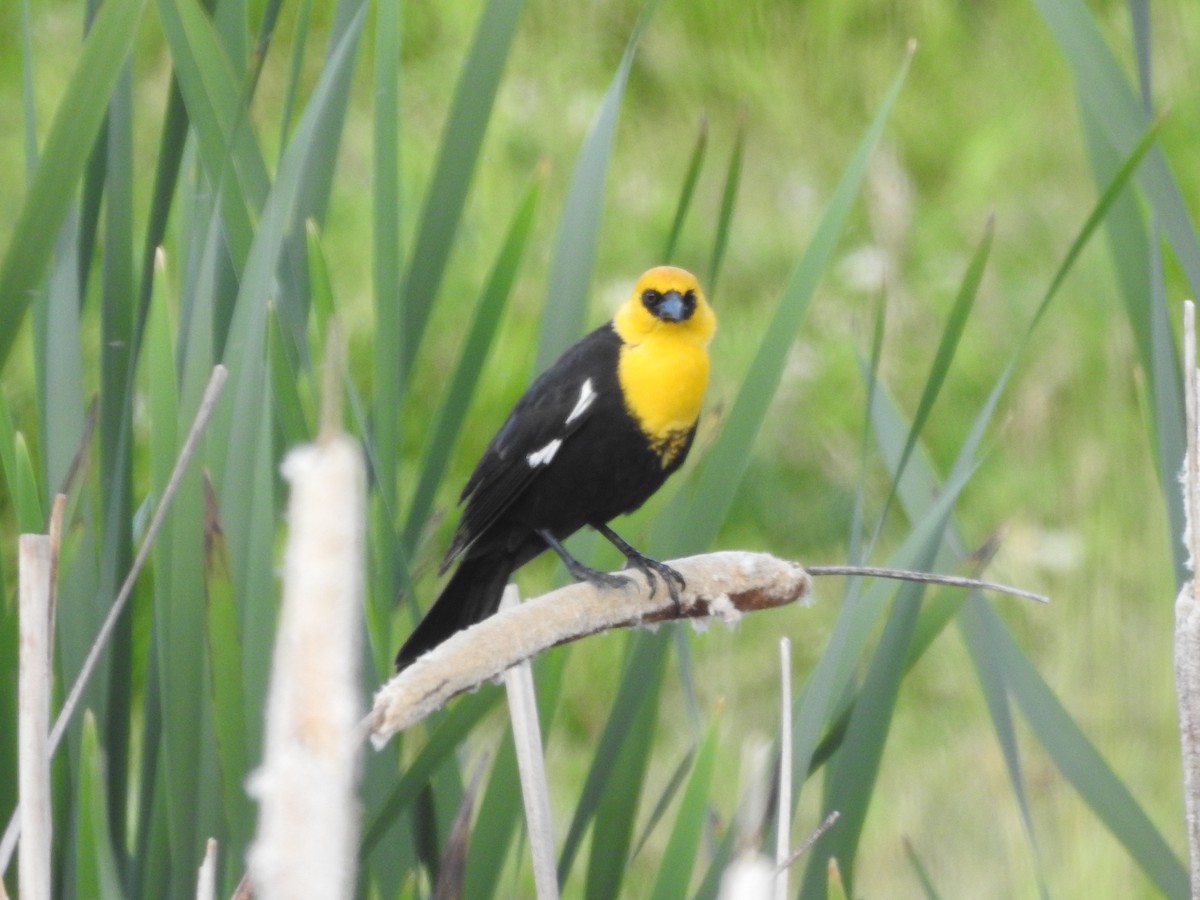 Yellow-headed Blackbird - Timothy Leque