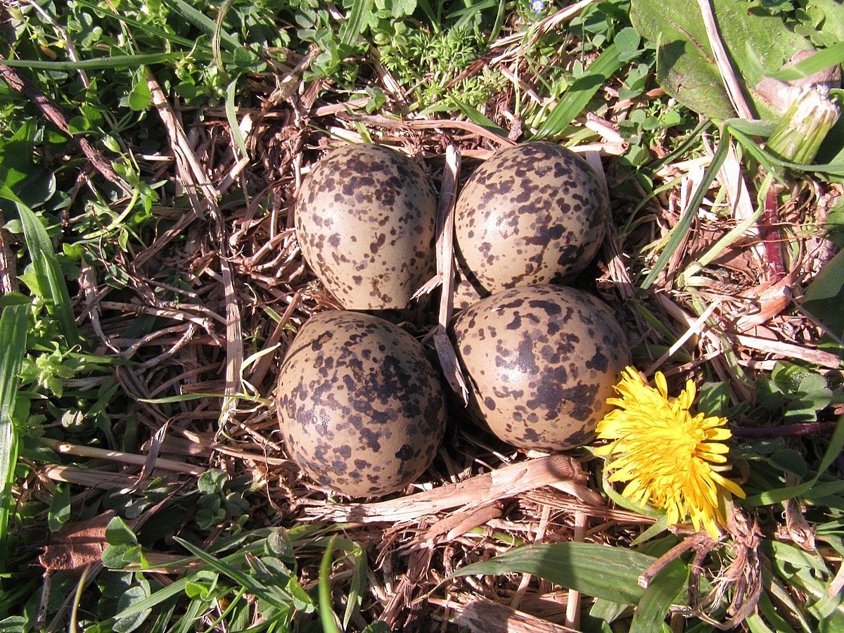 Southern Lapwing - ML244865941