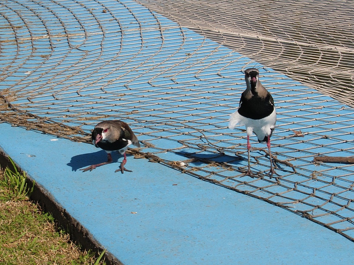 Southern Lapwing - ML244865951