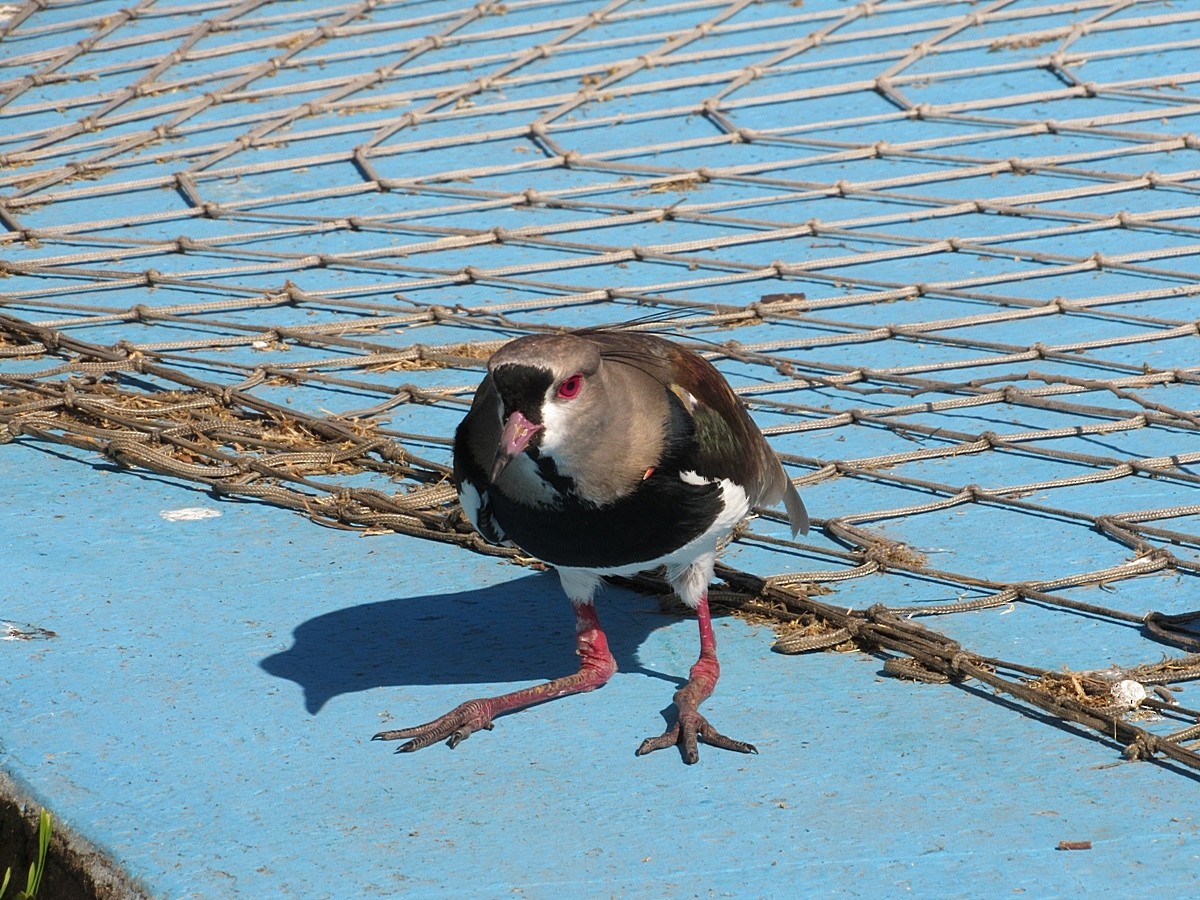 Southern Lapwing - ML244865971