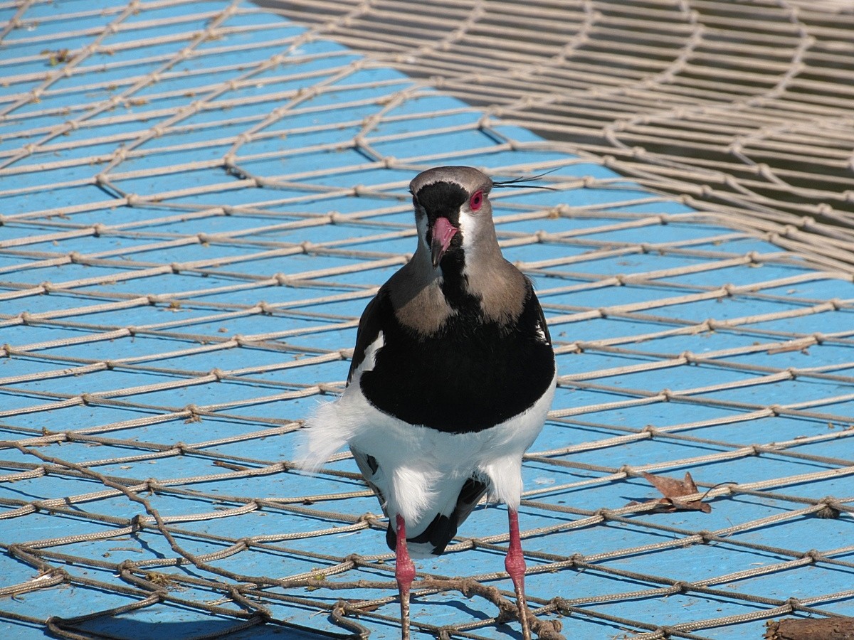 Southern Lapwing - ML244866021