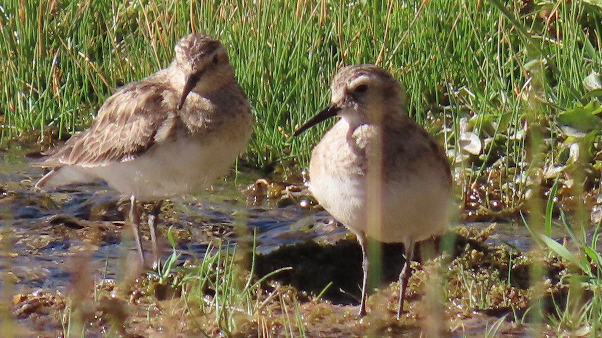 Baird's Sandpiper - Nelson Contardo