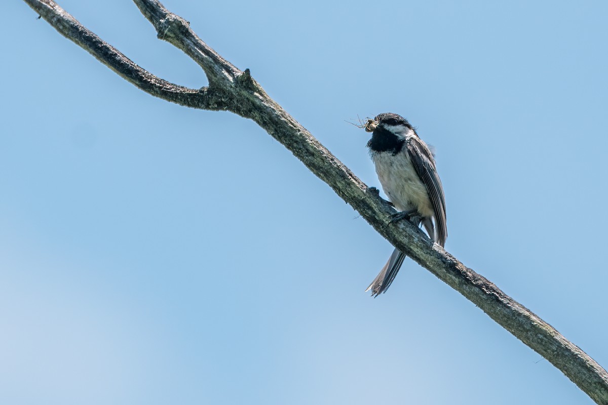 Black-capped Chickadee - ML244866911