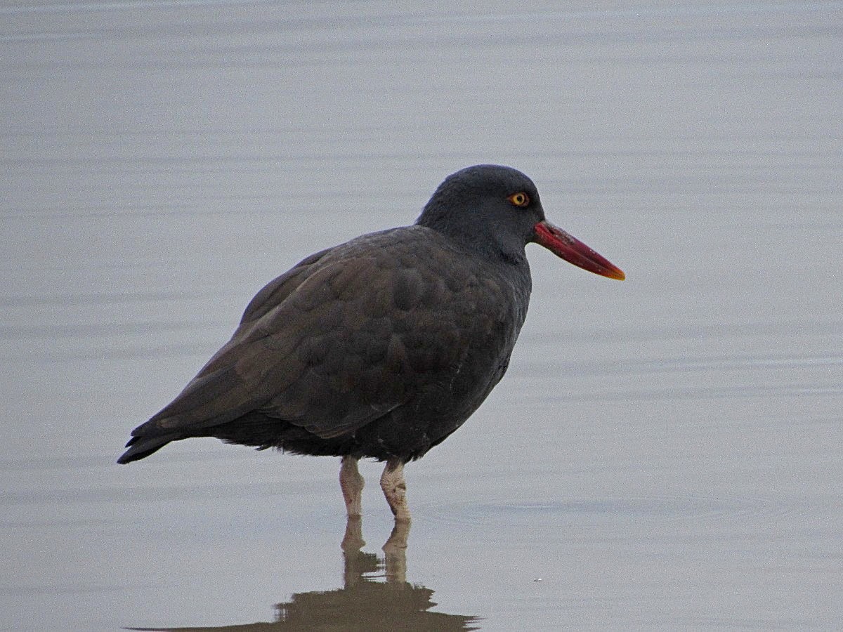 Blackish Oystercatcher - ML244869251