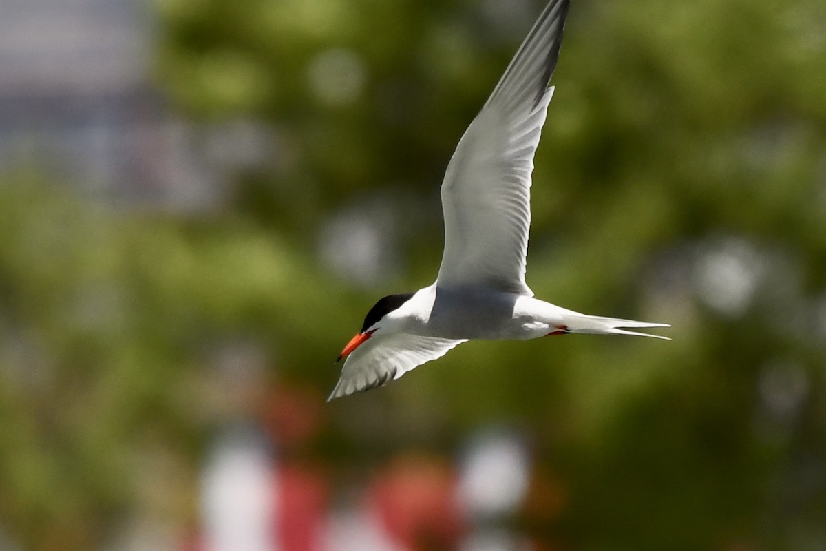 Common Tern - ML244871481