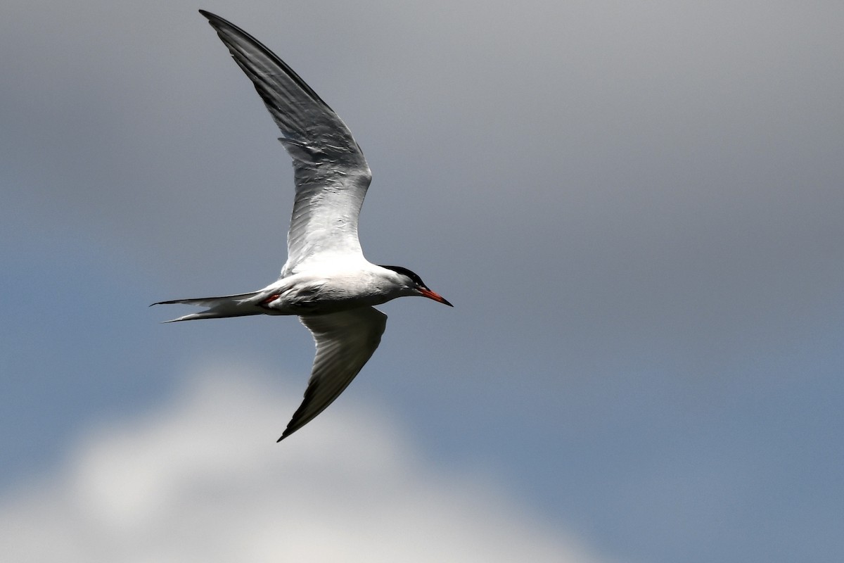 Common Tern - ML244871491