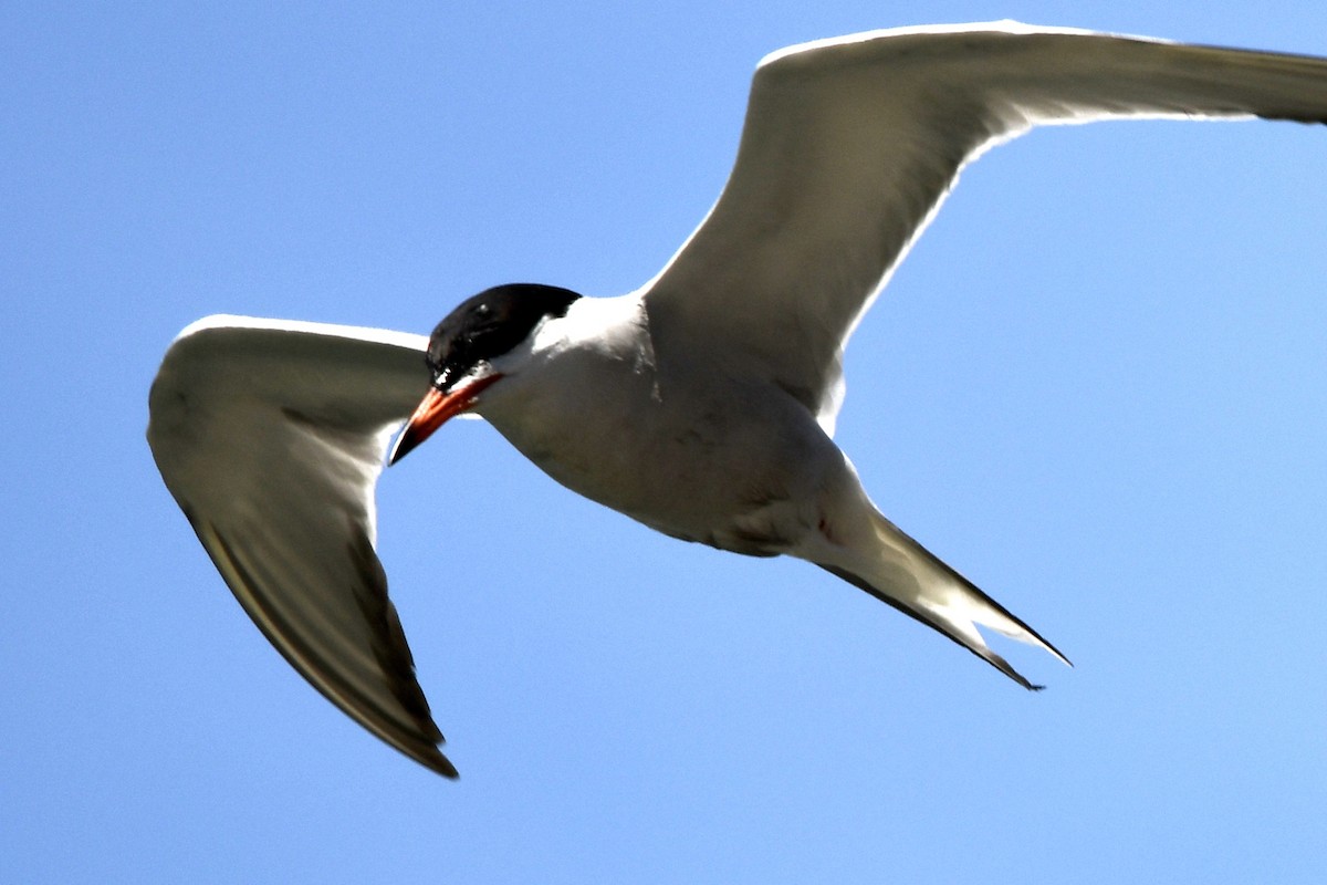 Common Tern - ML244871501