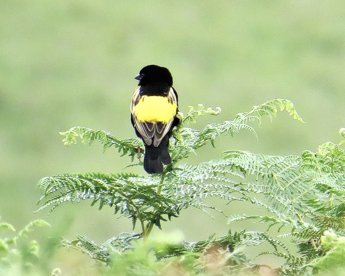 Yellow Bishop - ML244871511