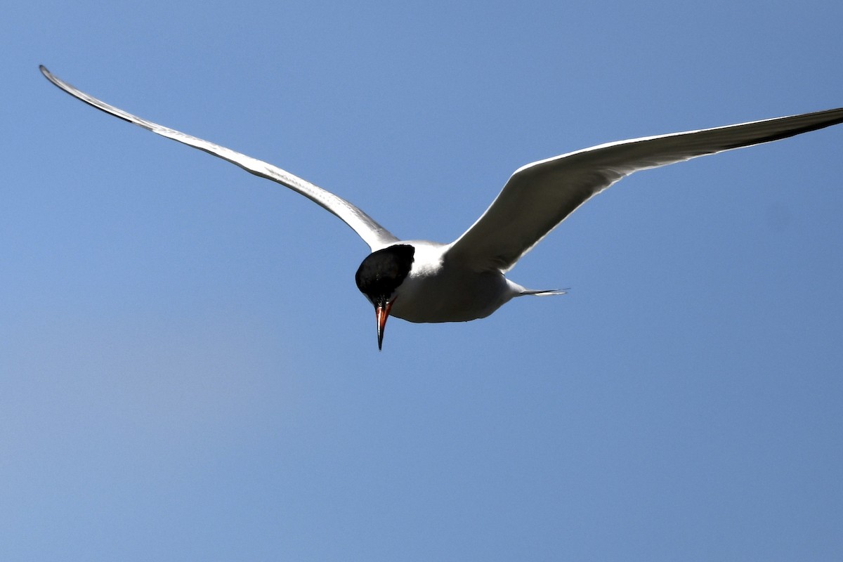 Common Tern - ML244871531