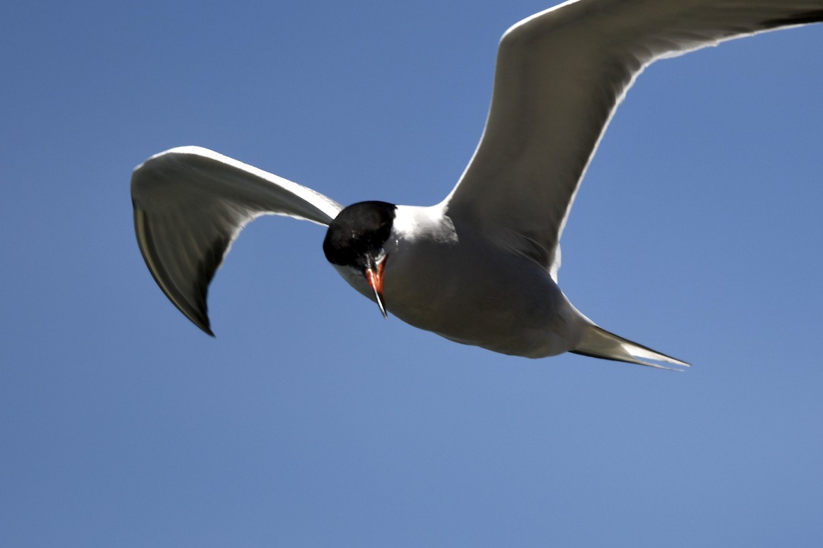 Common Tern - ML244871541