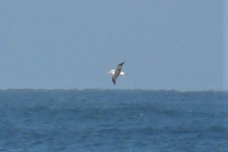 Buller's Albatross - ML244873111