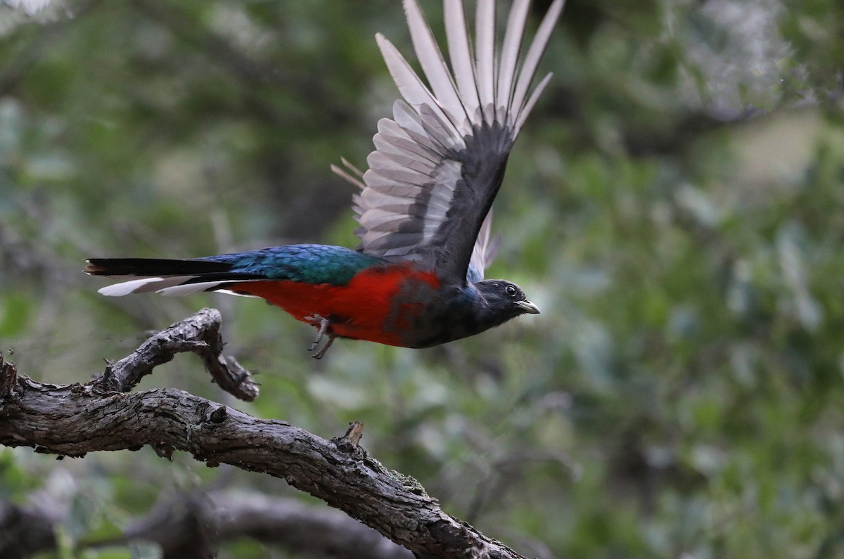 Eared Quetzal - Peg Abbott