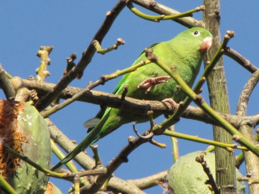 Yellow-chevroned Parakeet - ML244873561