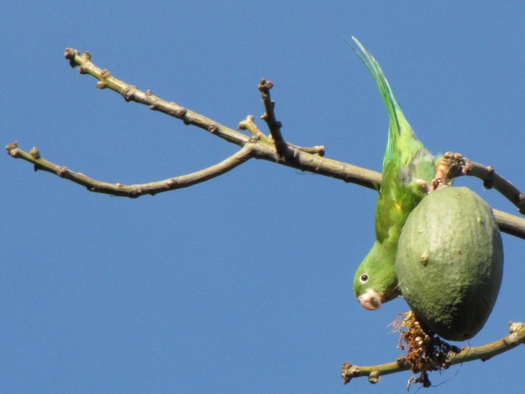 Yellow-chevroned Parakeet - ML244873641